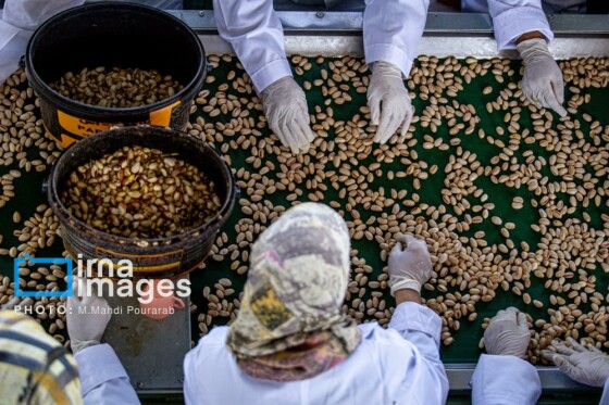 تولید پسته از زمین تا بازار