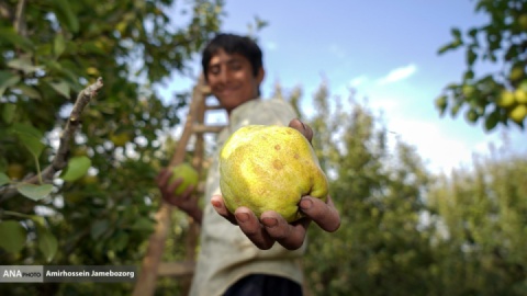 گزارش تصویری/ توانمندی اقتصادی برای رفع محرومیت - باغ گلابی