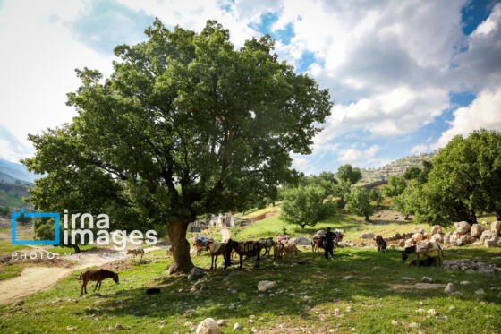 زندگی عشایری »