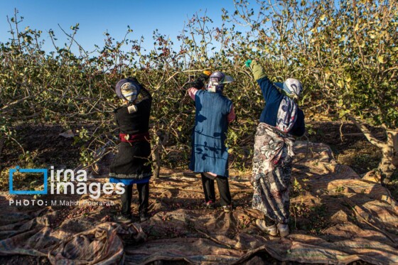 تولید پسته از زمین تا بازار