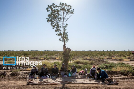 تولید پسته از زمین تا بازار