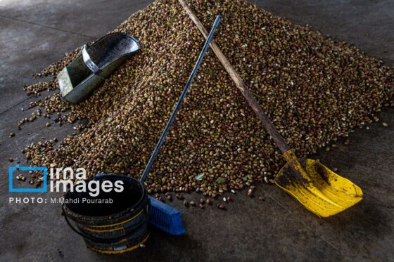 تولید پسته از زمین تا بازار