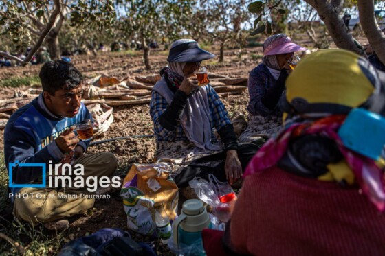 تولید پسته از زمین تا بازار