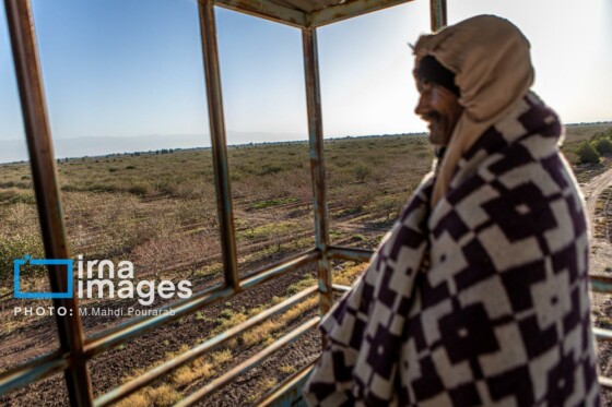 تولید پسته از زمین تا بازار