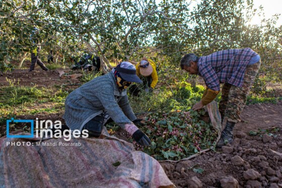 تولید پسته از زمین تا بازار