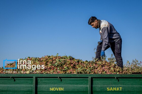 تولید پسته از زمین تا بازار