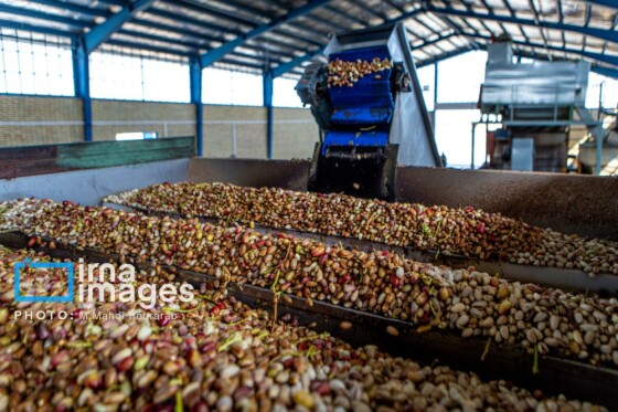 تولید پسته از زمین تا بازار