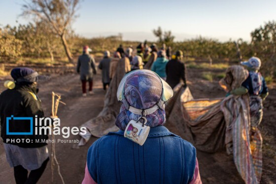 تولید پسته از زمین تا بازار