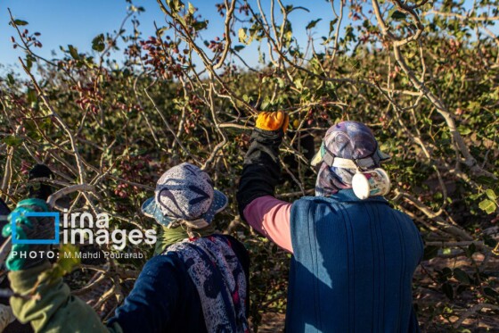 تولید پسته از زمین تا بازار