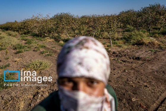 تولید پسته از زمین تا بازار