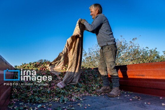 تولید پسته از زمین تا بازار