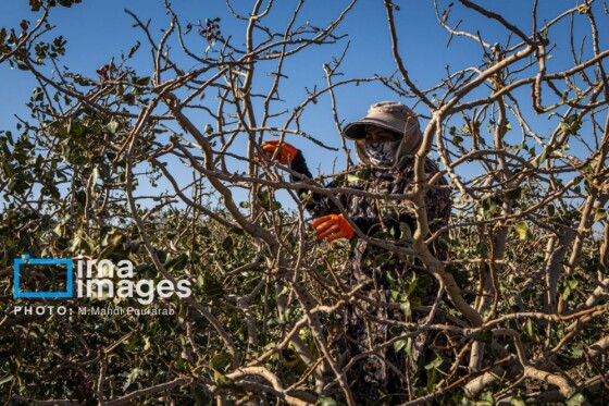 تولید پسته از زمین تا بازار