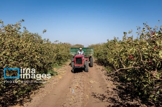 تولید پسته از زمین تا بازار