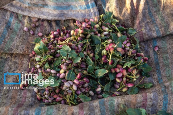 تولید پسته از زمین تا بازار