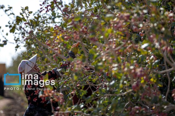 تولید پسته از زمین تا بازار