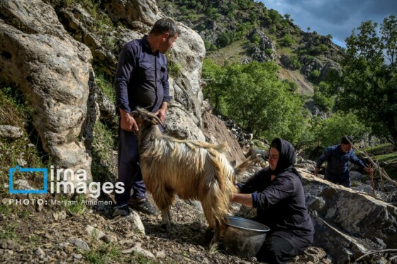 زندگی عشایری »