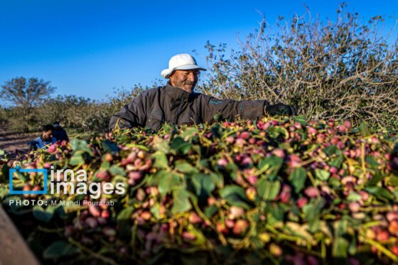 تولید پسته از زمین تا بازار