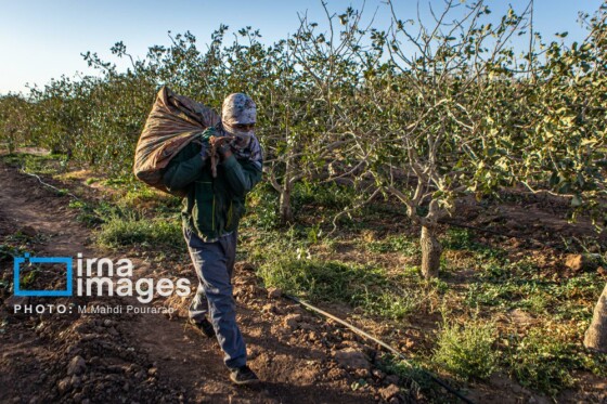 تولید پسته از زمین تا بازار