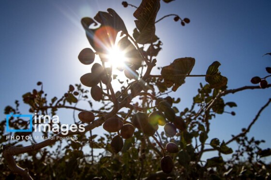 تولید پسته از زمین تا بازار