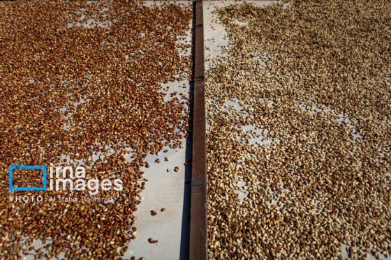 تولید پسته از زمین تا بازار