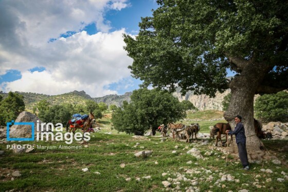 زندگی عشایری »