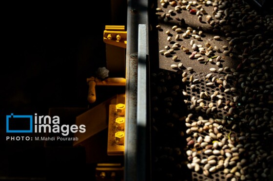 تولید پسته از زمین تا بازار