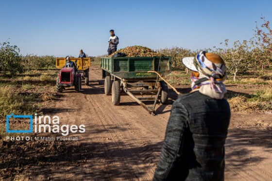 تولید پسته از زمین تا بازار