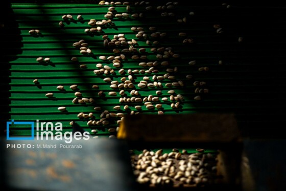 تولید پسته از زمین تا بازار