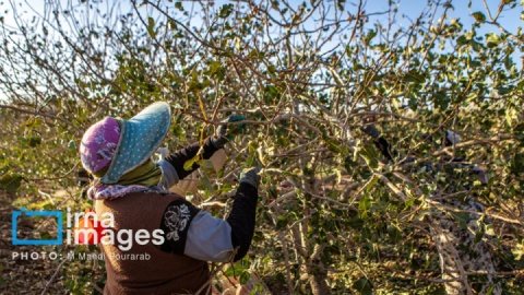 گزارش تصویری/ تولید پسته از زمین تا بازار