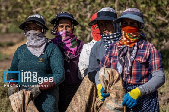 تولید پسته از زمین تا بازار