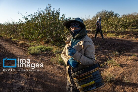 تولید پسته از زمین تا بازار