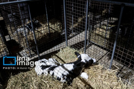 دامپروری قدس؛ تولید در مسیر پیشرفت مناطق محروم