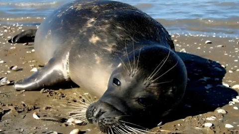 کشف لاشه فوک خزری در سواحل ساری