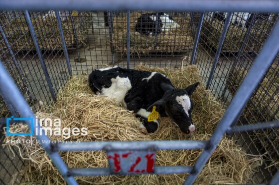 دامپروری قدس؛ تولید در مسیر پیشرفت مناطق محروم