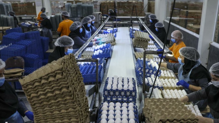 صنعت تخم مرغ نیازمند صنایع تبدیلی بروز و دانش بنیان است