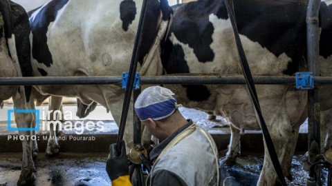 گزارش تصویری/ دامپروری قدس؛ تولید در مسیر پیشرفت مناطق محروم