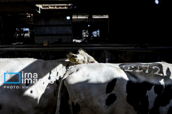 دامپروری قدس؛ تولید در مسیر پیشرفت مناطق محروم