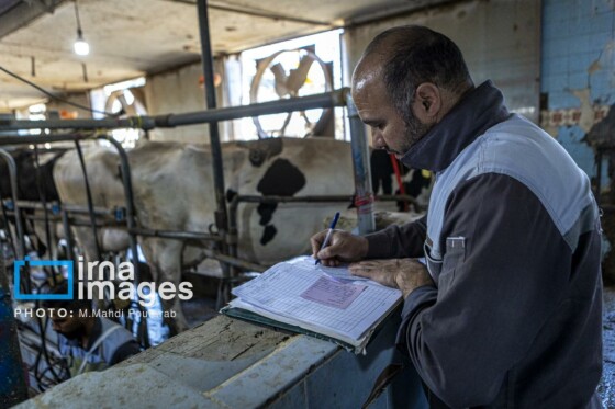 دامپروری قدس؛ تولید در مسیر پیشرفت مناطق محروم