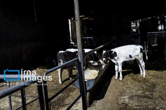 دامپروری قدس؛ تولید در مسیر پیشرفت مناطق محروم