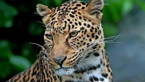 مشاهده و تصویربرداری از پلنگ ایرانی در ارتفاعات فیروزکوه