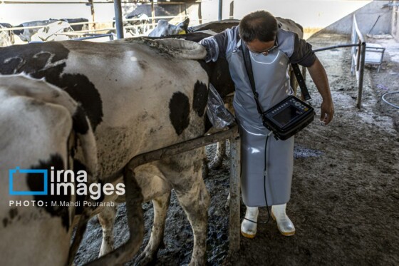 دامپروری قدس؛ تولید در مسیر پیشرفت مناطق محروم