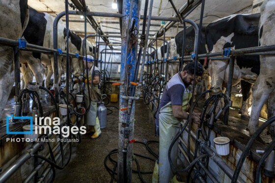 دامپروری قدس؛ تولید در مسیر پیشرفت مناطق محروم