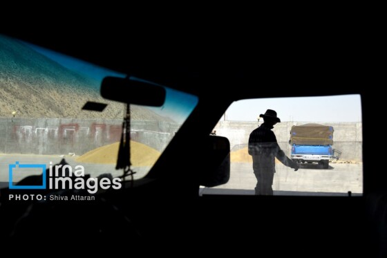 برداشت شلتوک در «کامفیروز» فارس