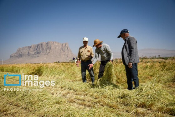 برداشت شلتوک در «کامفیروز» فارس