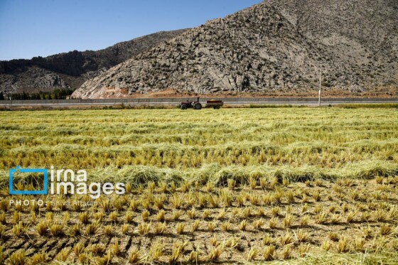 برداشت شلتوک در «کامفیروز» فارس