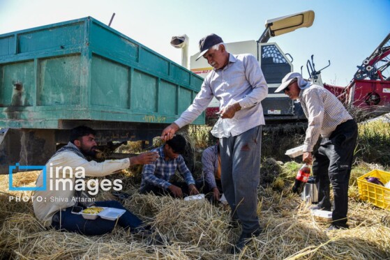 برداشت شلتوک در «کامفیروز» فارس