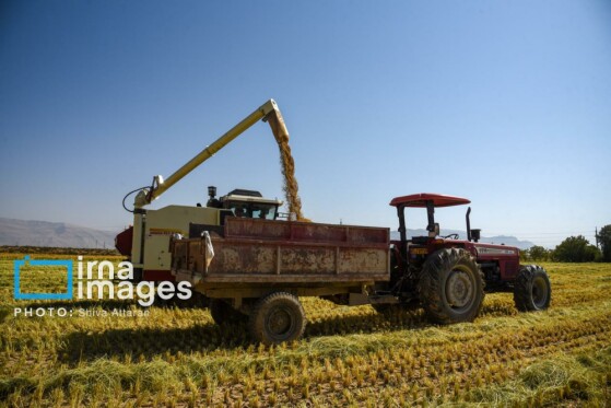 برداشت شلتوک در «کامفیروز» فارس