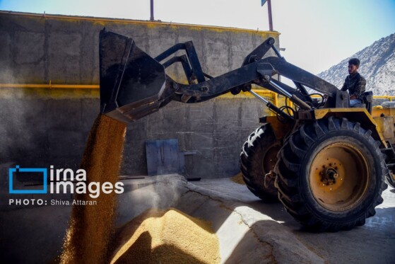 برداشت شلتوک در «کامفیروز» فارس