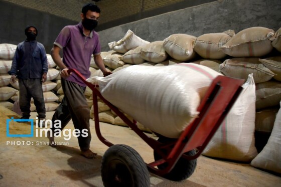 برداشت شلتوک در «کامفیروز» فارس