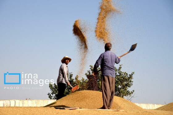 برداشت شلتوک در «کامفیروز» فارس